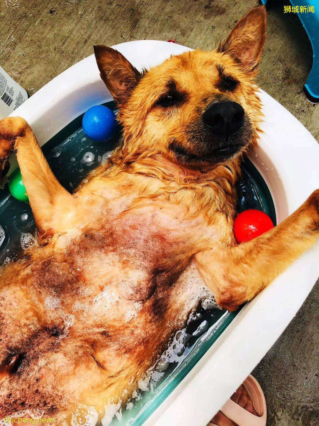 “我最亲爱的四喜走了,带走了我在新加坡16年的青春和回忆...”