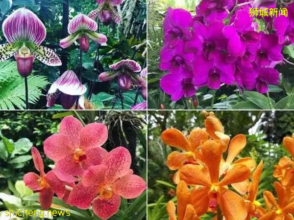 35個最受歡迎新加坡好去處