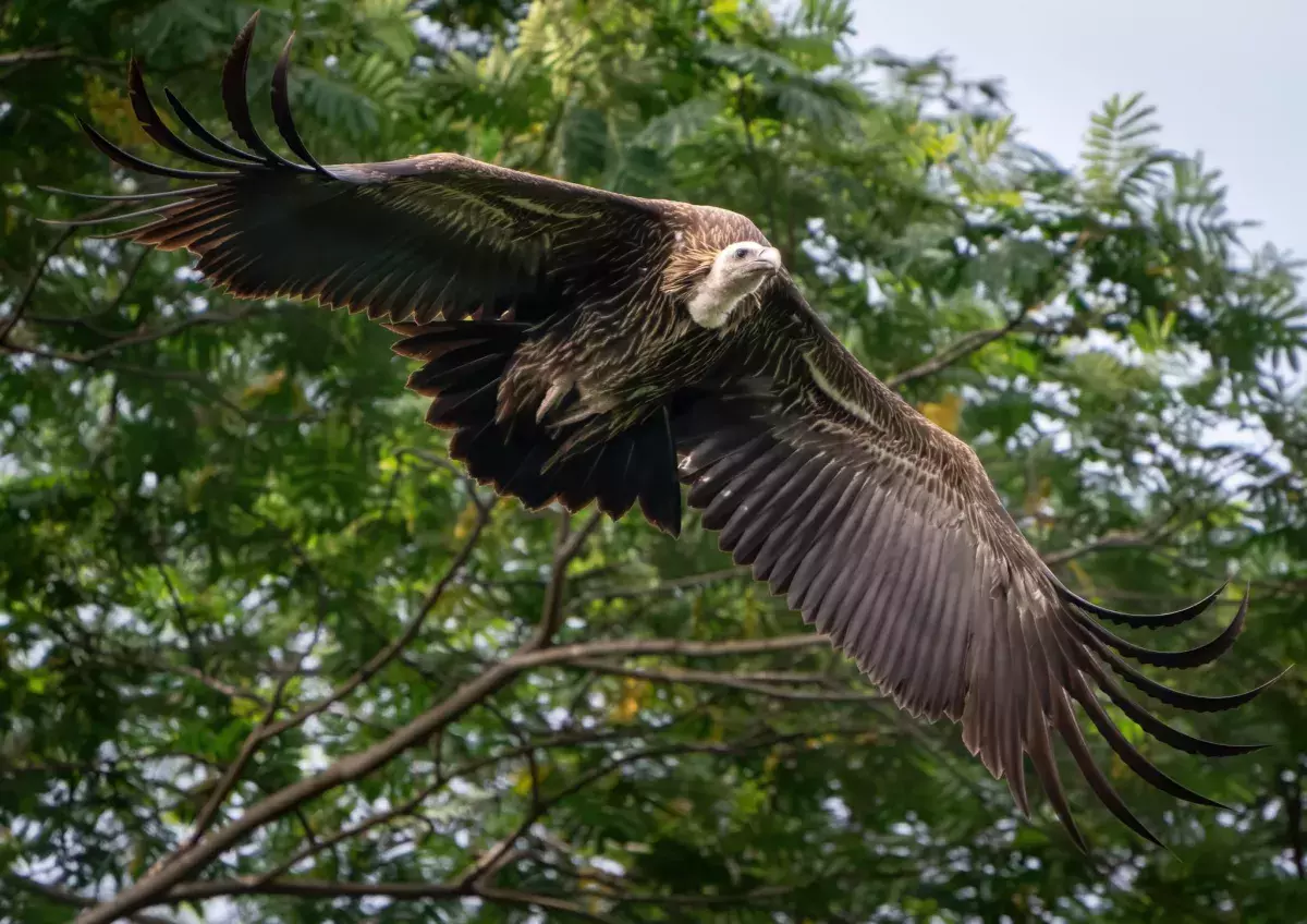 “神雕”出没狮城? 观鸟爱好者:第一次在本地看见
