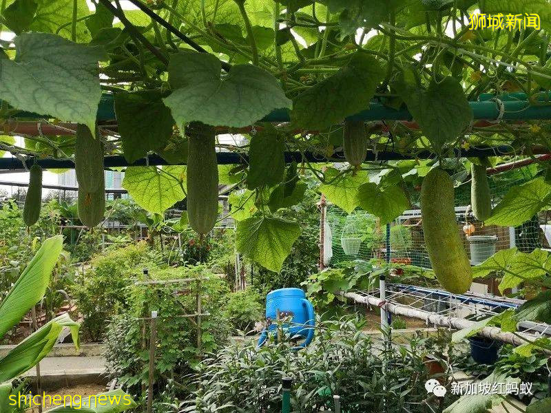 如何在新加坡政府組屋享受“田園生活”的幾點建議