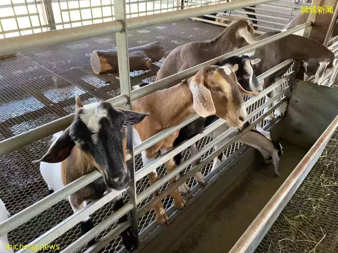 下水抓蛙、摘菜摸鱼、开土摩托……我带娃体验了一把新加坡的农家乐