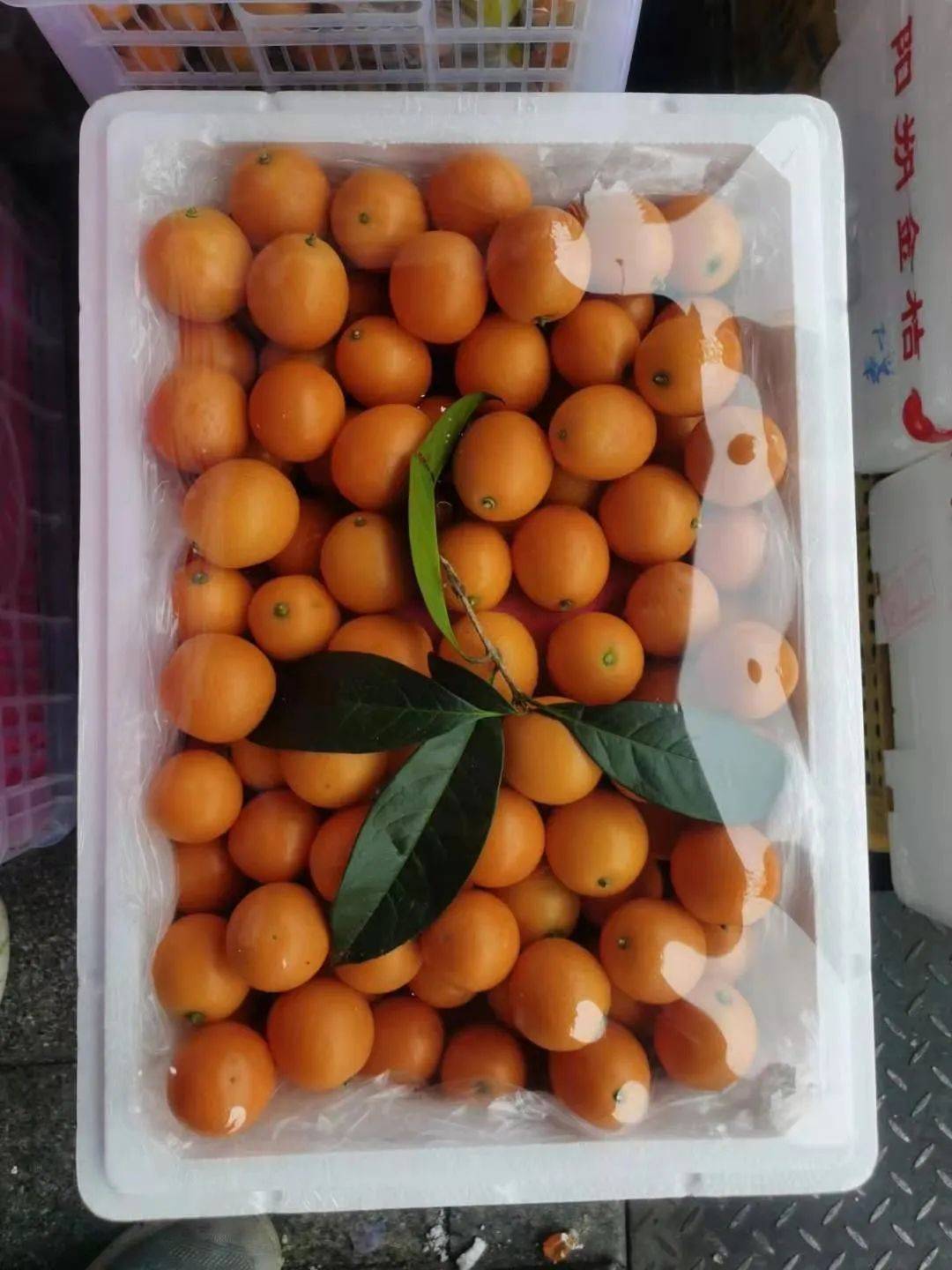 21號新貨到！！！貴妃芒，甯夏菜心，雪裏紅，新鮮百合，新鮮春筍….全國各地新鮮果蔬盡在獅城生鮮直購