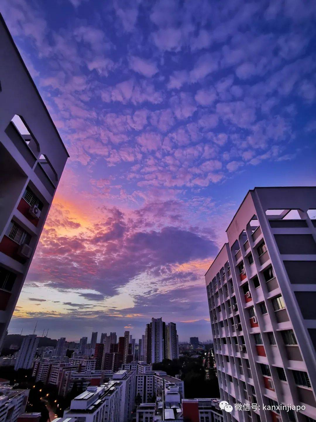 新加坡清晨出现粉紫色“神仙”天空！大波美图惊艳全岛