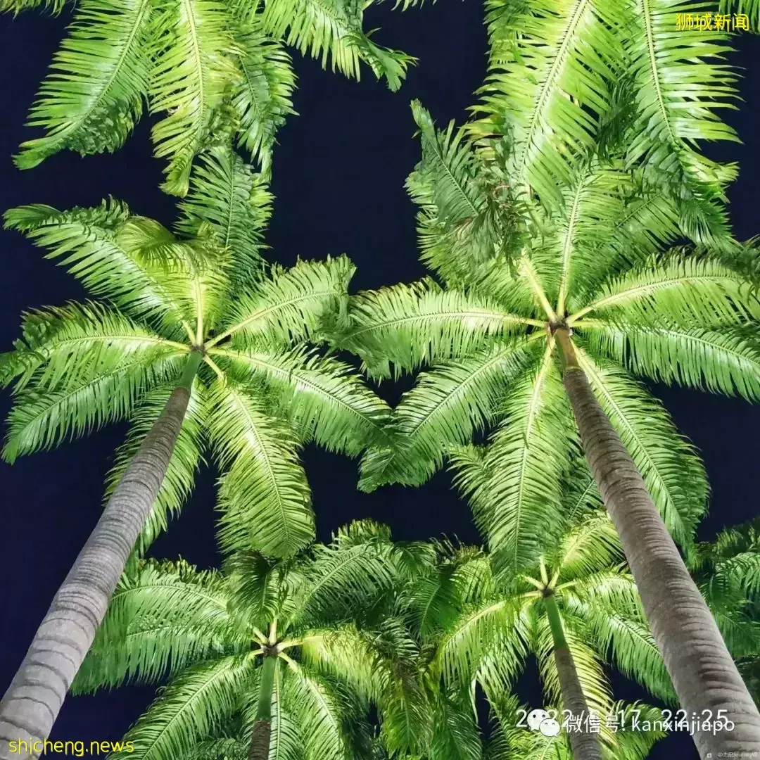 新加坡"最美燈光展"裏面還能吃喝玩樂！僅剩最後一周