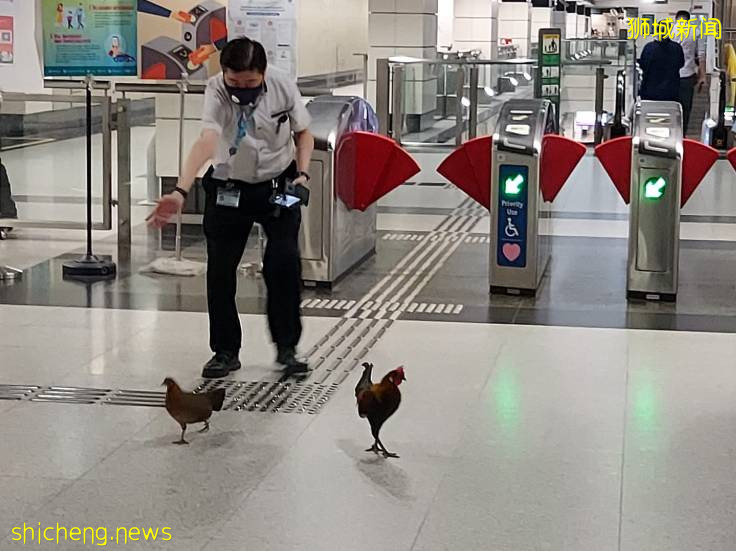 解封首個周末奇葩事件!溫泉輪流泡腳10分鍾、野豬野雞也瘋狂!