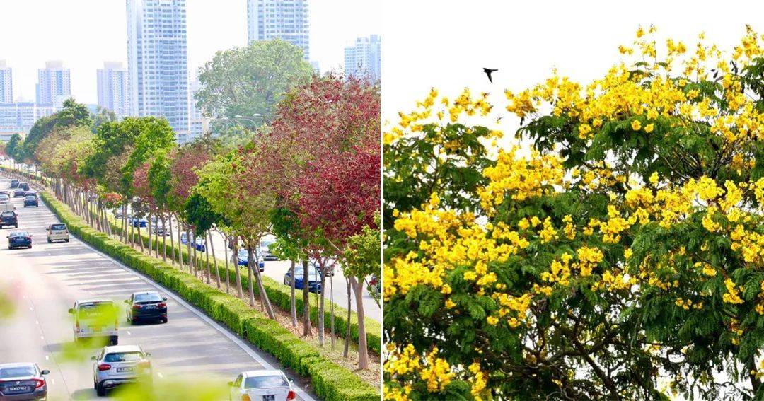 李顯龍總理發了一個帖子，評論區瞬間被淹沒