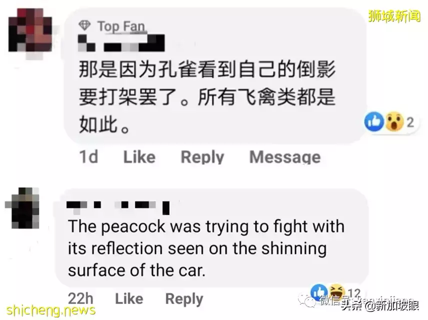 奇葩!新加坡孔雀和黑色轿车“打架”,原来是这个原因