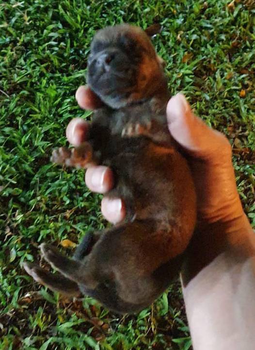 这只流浪狗母亲在等著9只狗宝宝,请大家将它送回到母亲身边吧