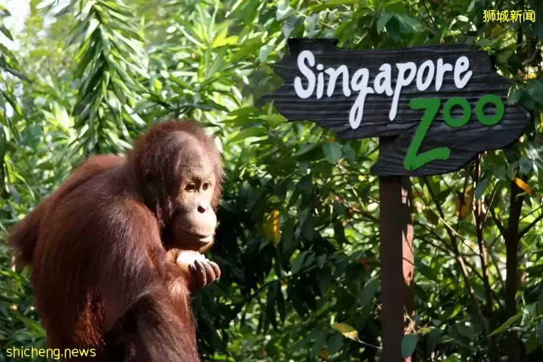 又是想去新加坡旅游的第N+1天！先收藏这份‘新加坡旅行攻略’来解馋吧
