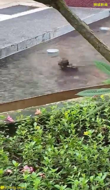 猴子愛到公寓水池遊泳 · 網民調侃:爲東京奧運做准備