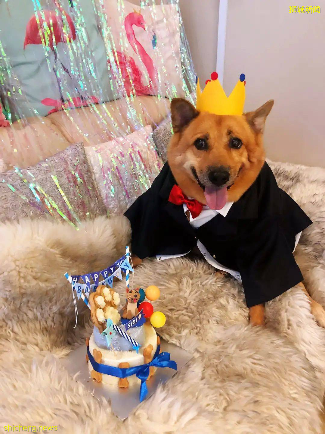 “我最亲爱的四喜走了,带走了我在新加坡16年的青春和回忆...”