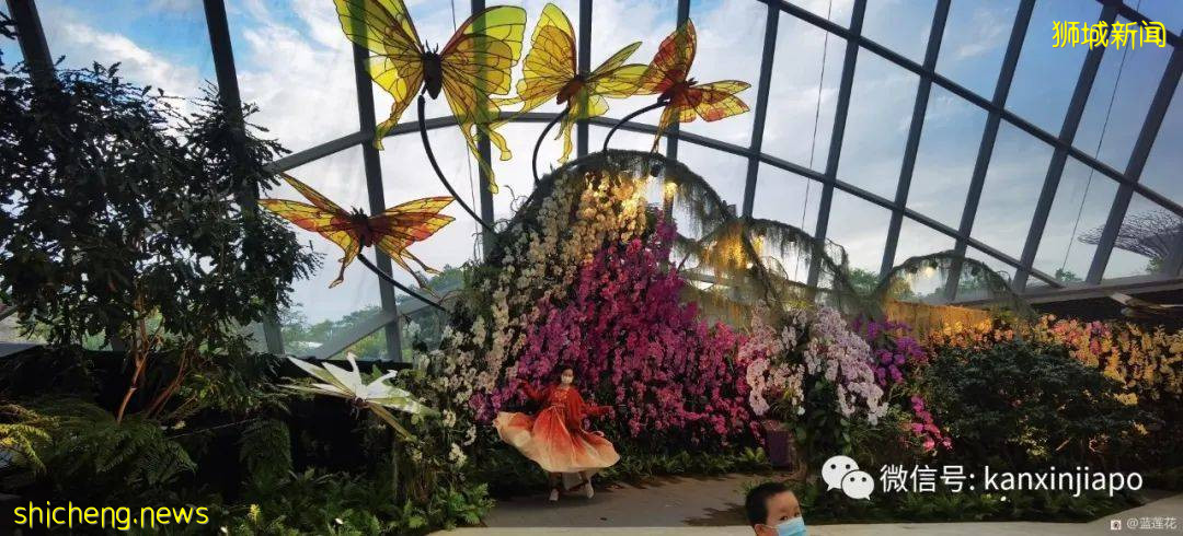 新加坡親子好去處！濱海灣～花穹～雲霧森林～空中步道半日遊