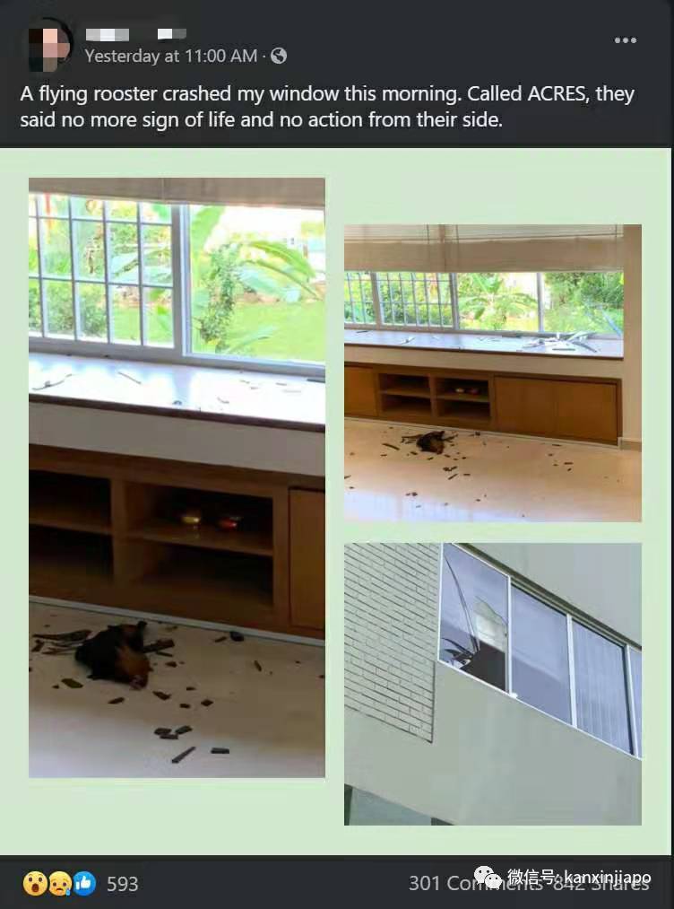 金文泰公鸡飞上3楼破窗而入，惨死居民屋内