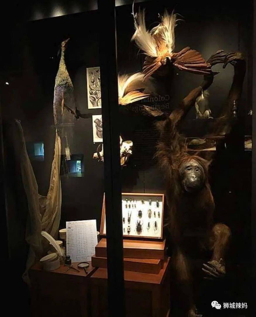 恐龍化石、抹香鯨骨架、初代巨星阿明……100W+動植物標本竟然藏在新加坡這個地方