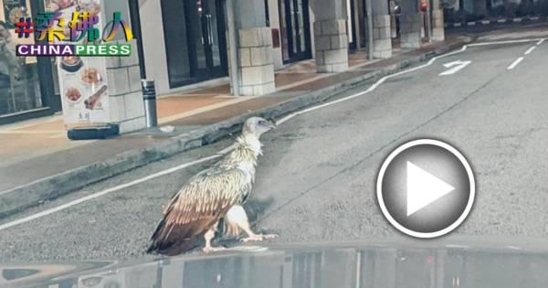 新加坡市中心 惊见罕见秃鹰