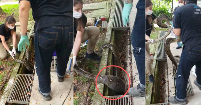 全民围观抓蟒蛇、抓蜥蜴！这样的新加坡有点刺激