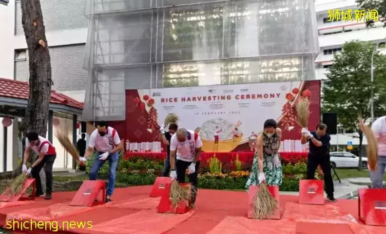 淡滨尼组屋农场收成!一起来看看本地研发自产的第一批稻米