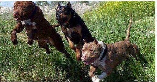 当心!新加坡这儿有野狗出没、这儿还有蟒蛇出没