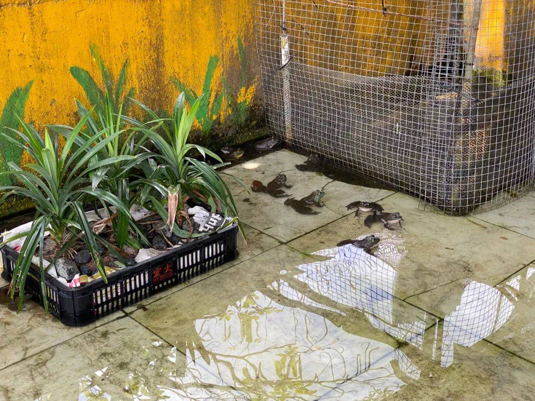 餵羊、擠奶、了解青蛙生長過程,新加坡的農場這麽牛