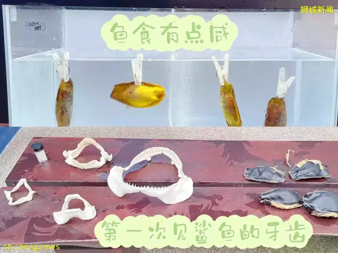 “从来没发现海洋馆这么好玩,我家娃竟然还拿到了鲨鱼的牙齿!”