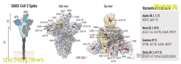 反反複複，新冠病毒生命力爲什麽如此“頑強”
