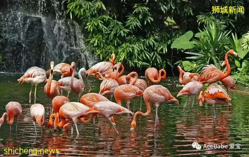 新加坡五一遊玩攻略,這屆媽媽都去哪裏遛娃