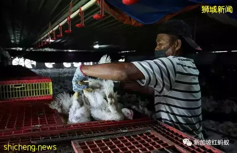 马国生鲜鸡出口禁令终点遥遥无期 狮城小贩各显神通应对“危鸡”