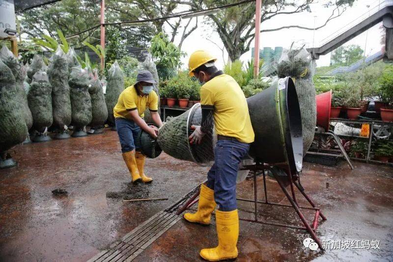 不能出國就買棵聖誕樹? 新加坡聖誕樹竟“一樹難求”