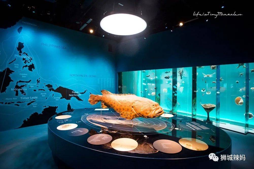 恐龍化石、抹香鯨骨架、初代巨星阿明……100W+動植物標本竟然藏在新加坡這個地方