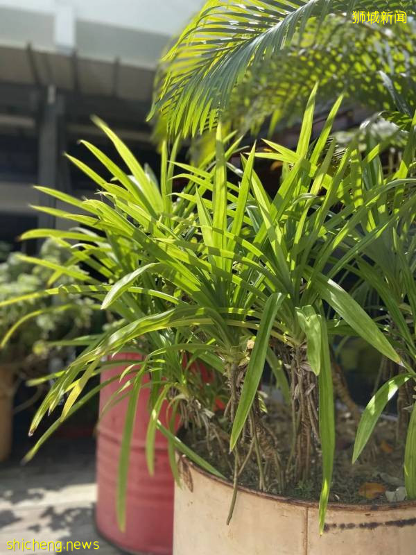 南洋味道丨班蘭葉下的美食!