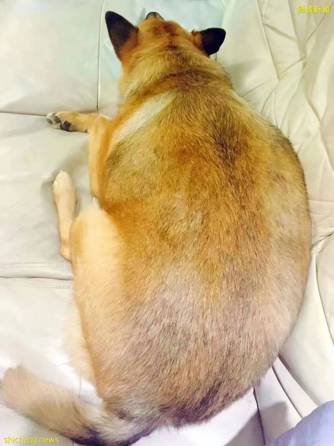 “我最亲爱的四喜走了,带走了我在新加坡16年的青春和回忆...”