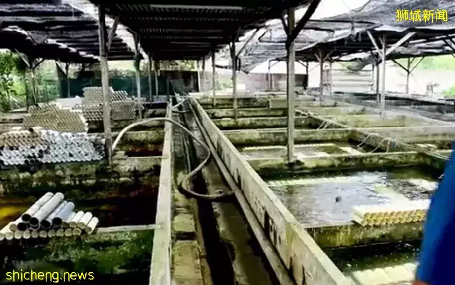 新加坡居然也有小龍蝦養殖場？還享受“總統套房”