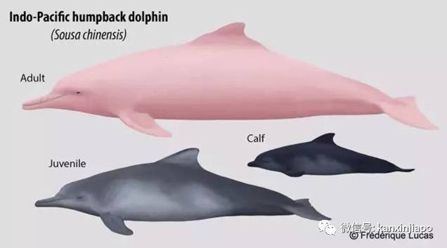 濒临绝种的粉红色海豚，现身新加坡南部海域