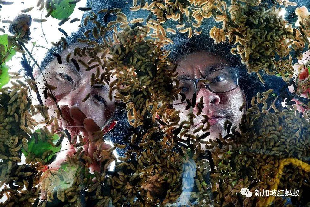 這些小小的蟲子,能改變新加坡的未來