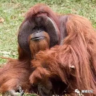 世界上唯一“上过大学”的红毛猩猩离世~传奇一生，难逃悲哀！