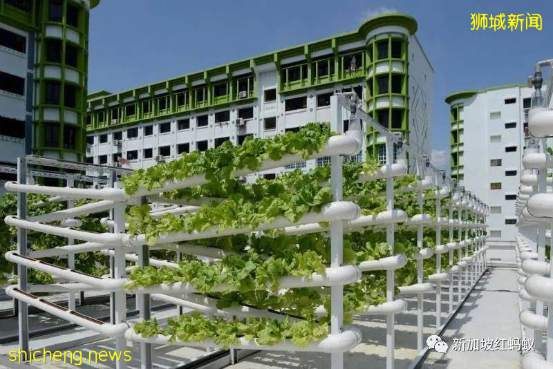 小國新加坡,竟成了印度這個龐大國家的首號外資來源