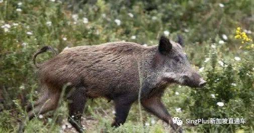 新加坡的野生动物也太不好惹了吧
