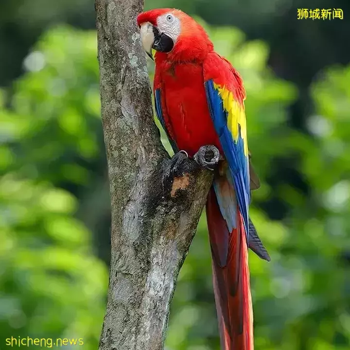 免費！新加坡飛禽公園找複活節彩蛋活動又來啦！僅1個月