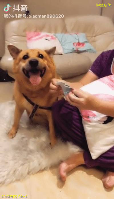 “我最亲爱的四喜走了,带走了我在新加坡16年的青春和回忆...”