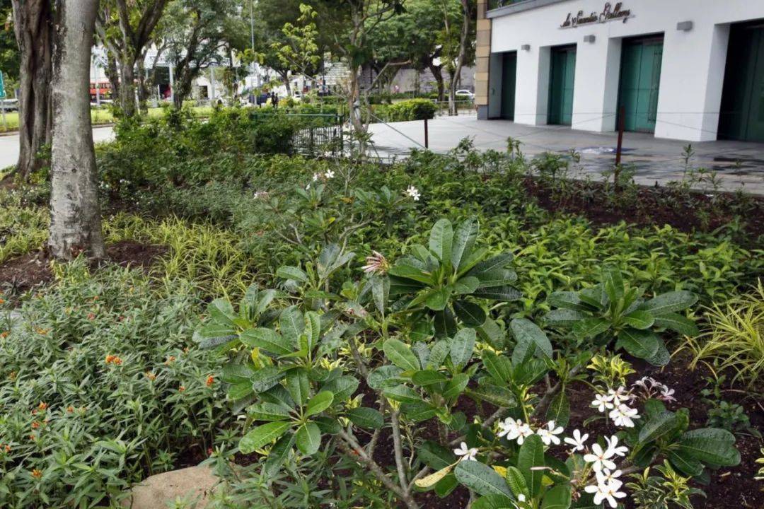 中峇魯烘焙咖啡館福康甯公園開新分店!趁著周末快來打卡