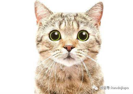 金毛被舉報組屋主人無奈棄養,還有哪些狗狗組屋不能養