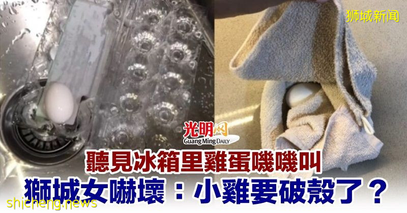 听见冰箱里鸡蛋叽叽叫 狮城女吓坏：小鸡要破壳了