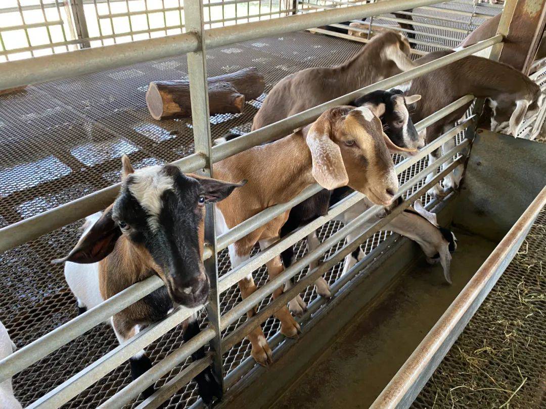 餵羊、擠奶、了解青蛙生長過程,新加坡的農場這麽牛