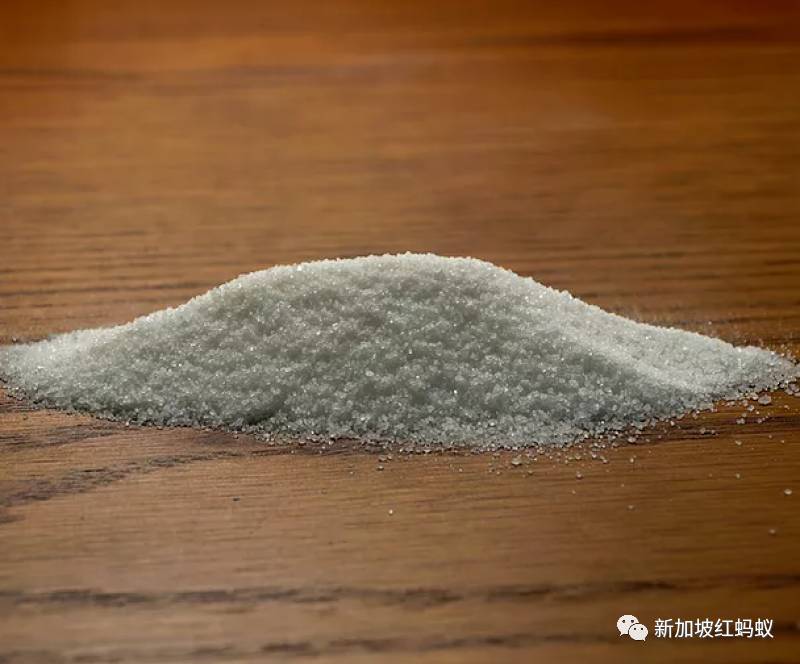這些小小的蟲子,能改變新加坡的未來