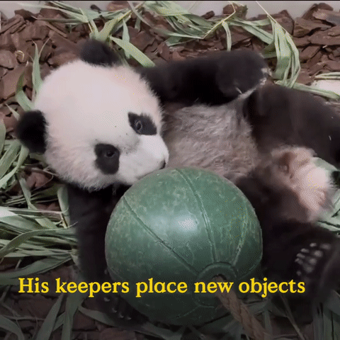 为看一眼新加坡出生的小熊猫,他们排队几小时