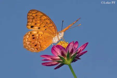 新加坡最好玩的海灘公園!趕海、騎馬、劃艇、樹籬迷宮、燒烤露營,超適合家庭出遊