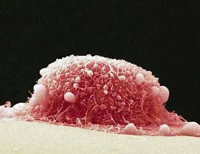 【新加坡留学】在新加坡留学还能轻松打九价？NUS的这波操作绝了