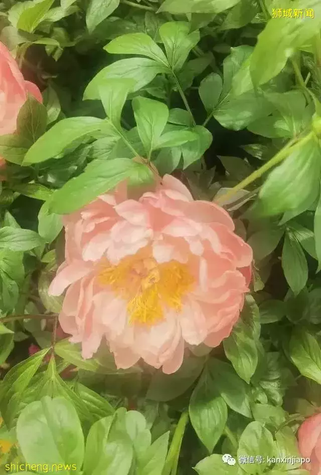 探访新加坡最美花园,只可惜这里的牡丹似乎缺少了点野性