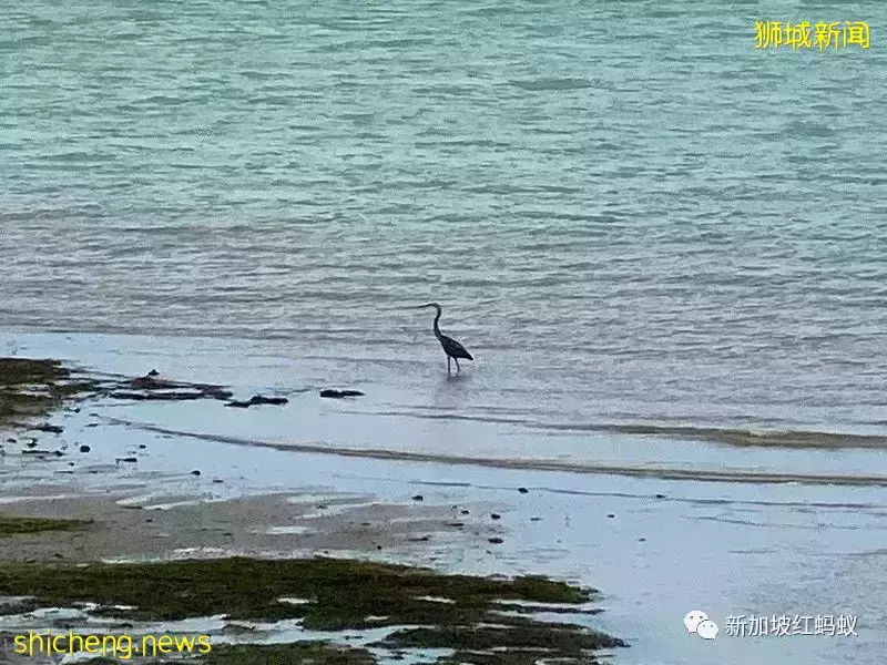 【圖文】這段18公裏沿海路線美爆了! 左看右看都不像在新加坡