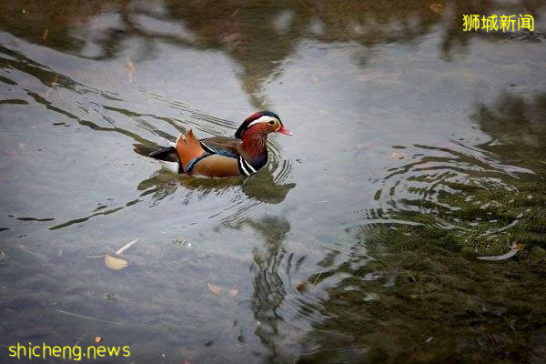 先有鸳 再有鸯 组屋区又现落单鸳鸯